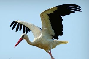 A stork